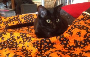 Bat, the therapy cat, helping with Halloween quilts